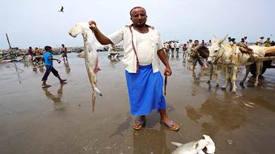 صيادو اليمن يواجهون تبعات قاسية لإيقاف تصدير الأسماك